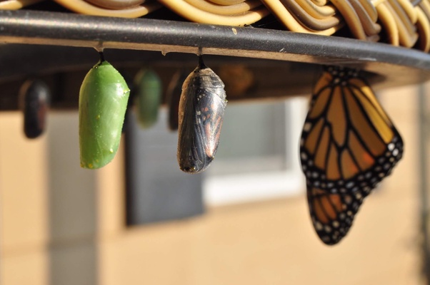 a caterpillar transforming into a butterfly
