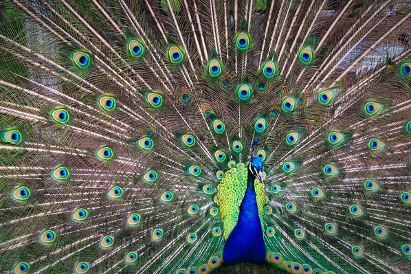 A peacock's full plumage showing confidence